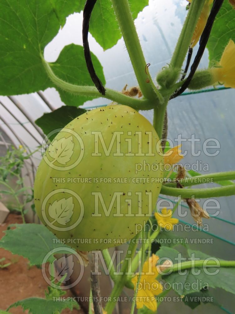 Cucumis Lemon (Cucumber) 5